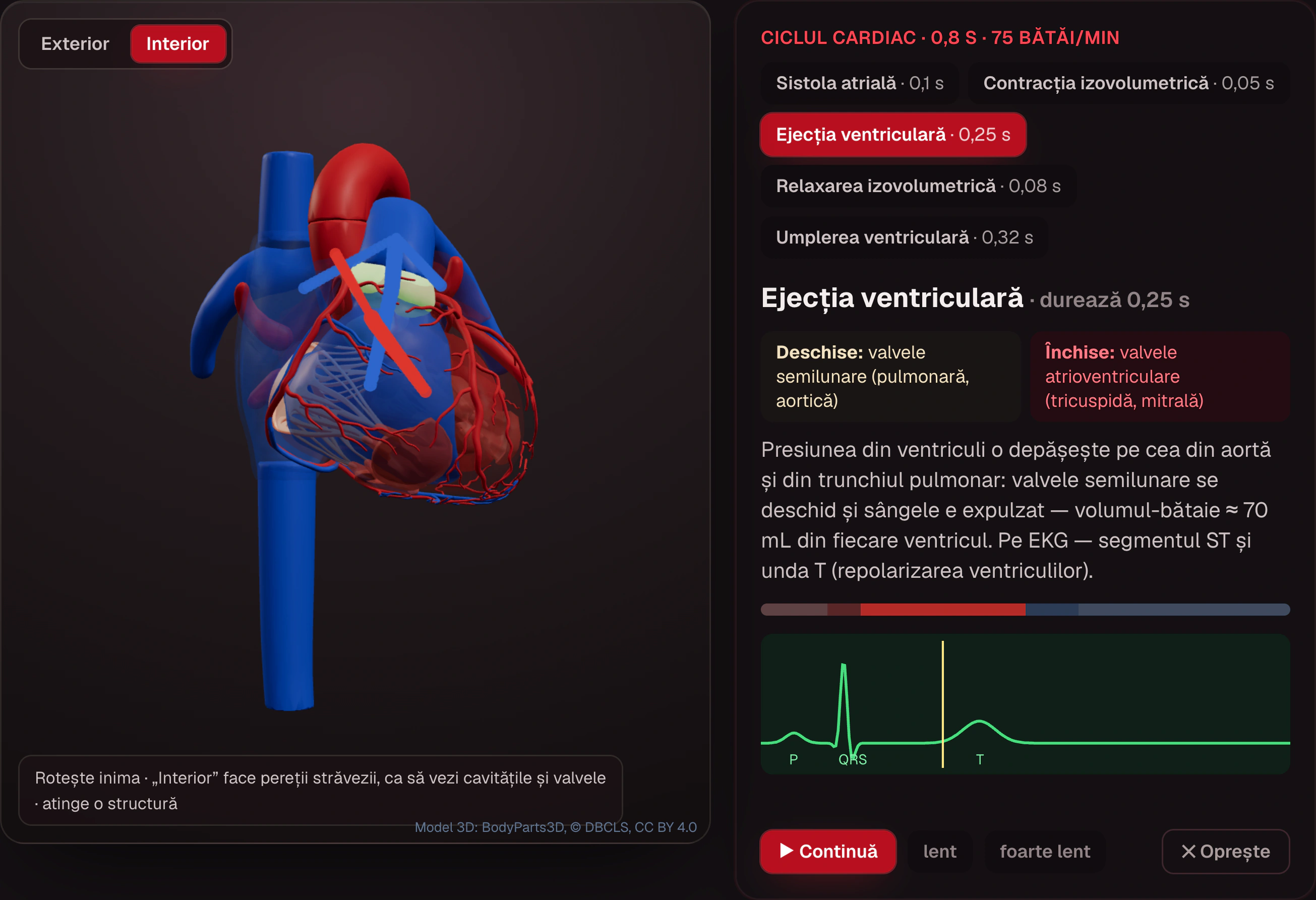 SIMEDRA — Atlasul 3D al inimii în timpul ciclului cardiac: faza de ejecție ventriculară, cu valvele deschise și închise și EKG-ul