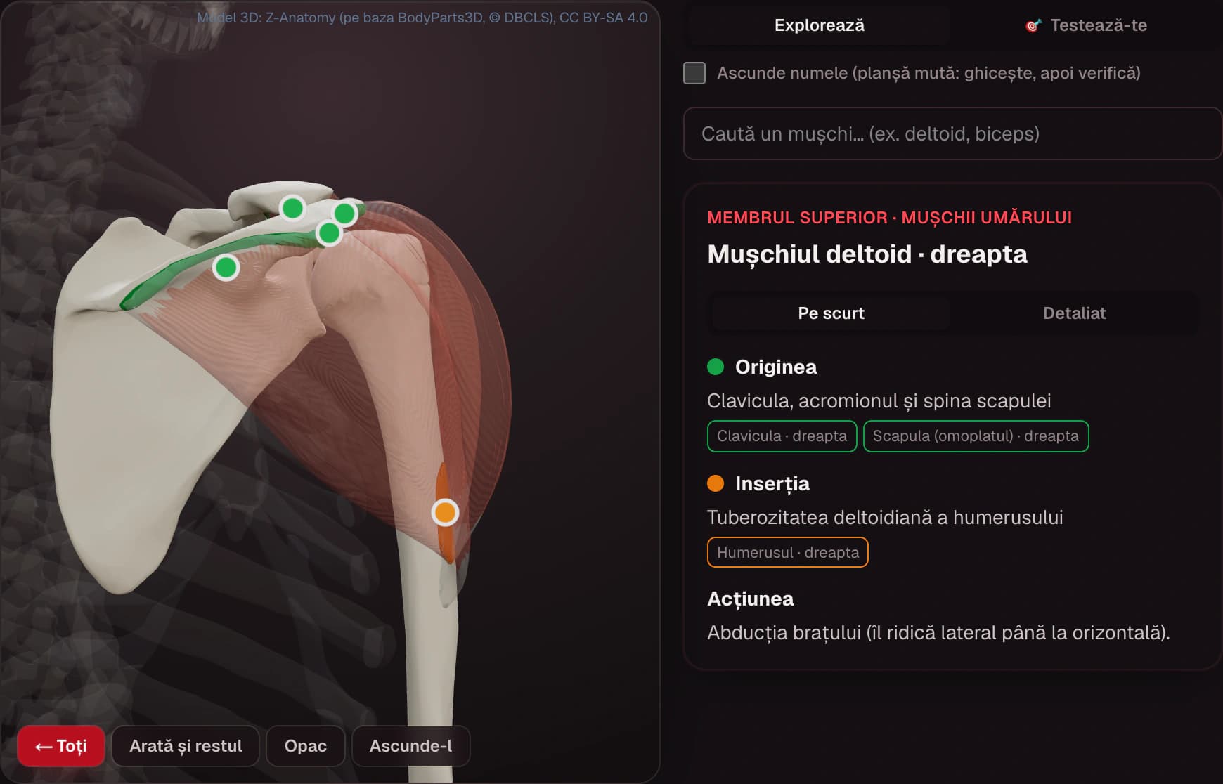 SIMEDRA — Atlasul 3D al mușchilor: deltoidul, cu originea pe claviculă și scapulă (verde) și inserția pe humerus (portocaliu)