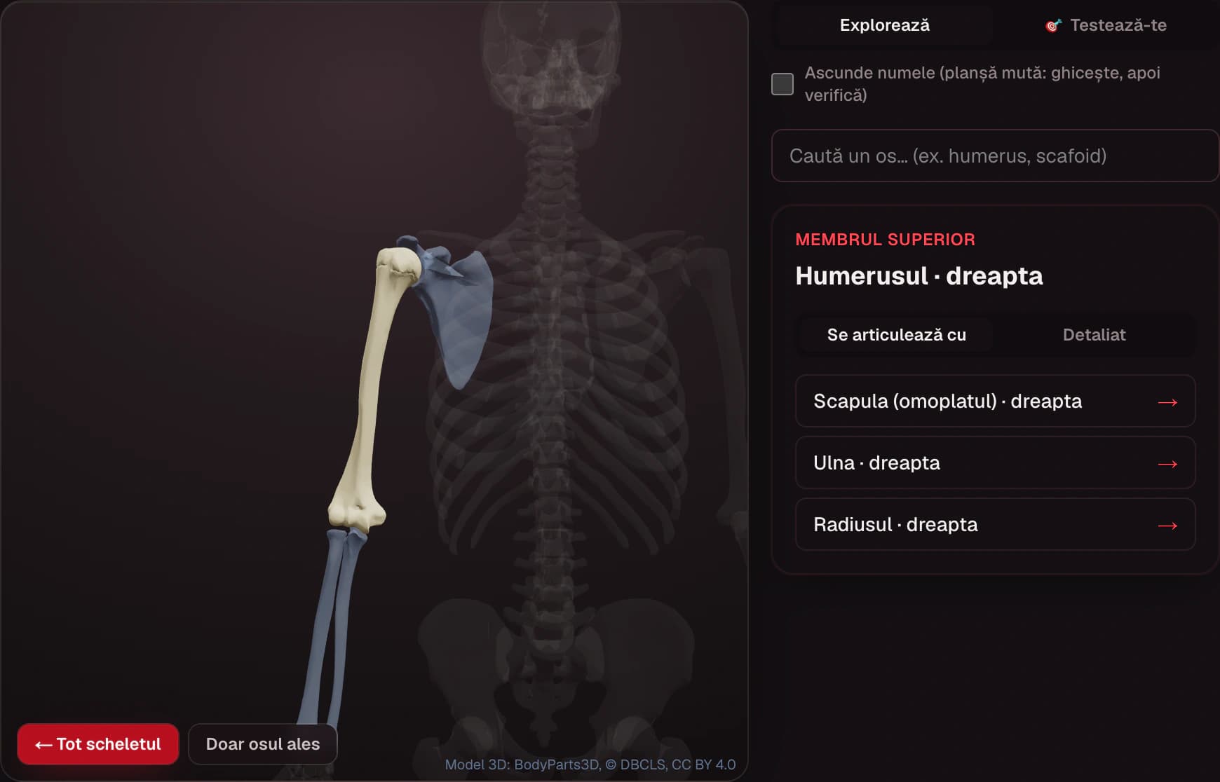 SIMEDRA — Atlasul 3D al scheletului: humerusul ales, cu oasele cu care se articulează (scapula, ulna și radiusul)